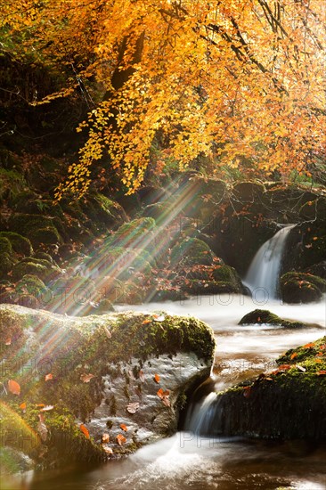 Sunbeams breaking through branches and leaves of copper beech