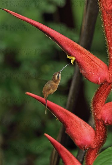 Streak-headed hermit