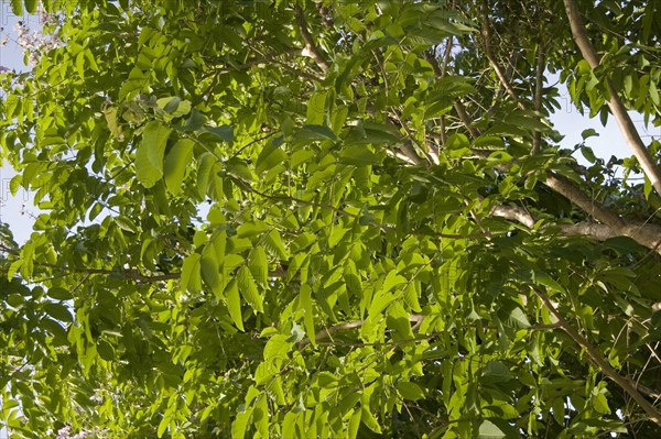 Giant Crape-myrtle