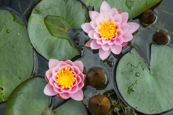 Ornamental Waterlily