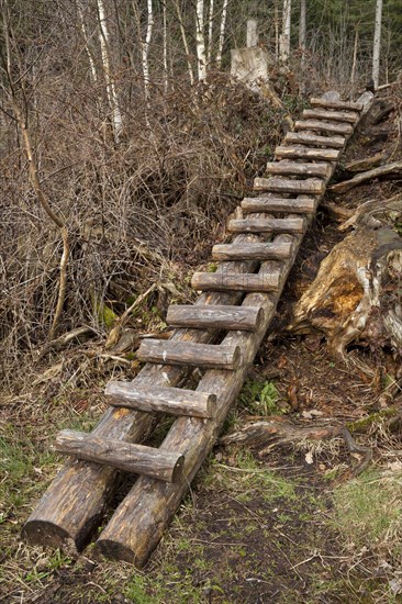 Wooden ladder