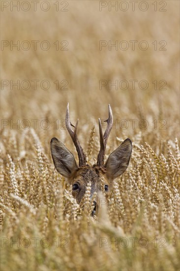 European european roe deer