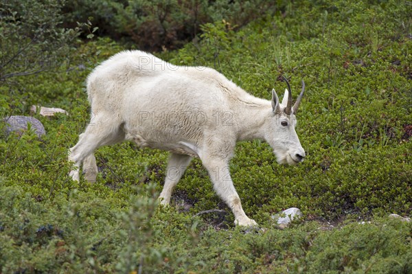 Rocky Mountain mountain goat