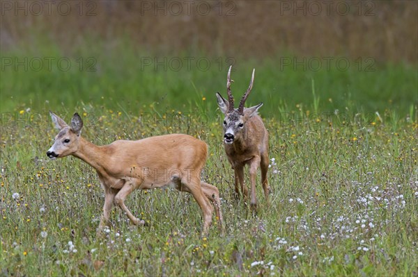 European european roe deer