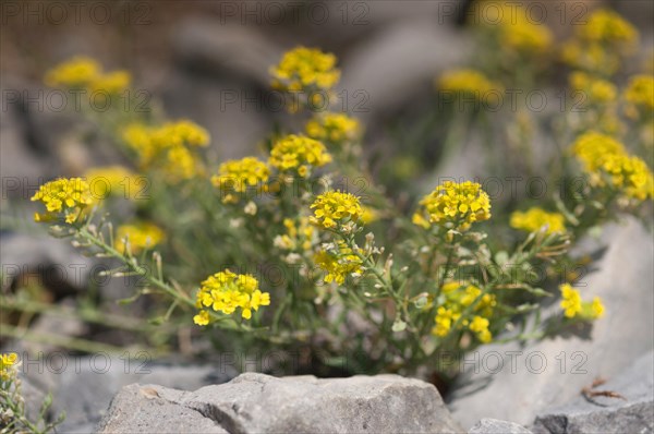 Mountain rockweed