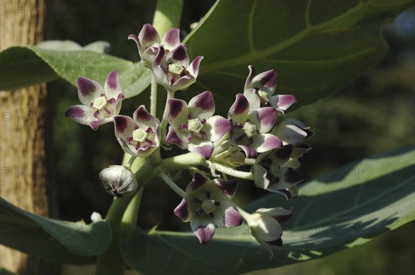 Nightshade species in Malawi