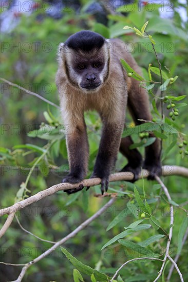 Tufted capuchin