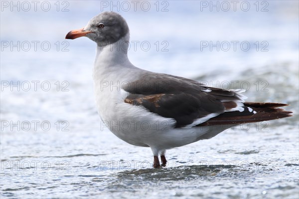 Magellanic Gull