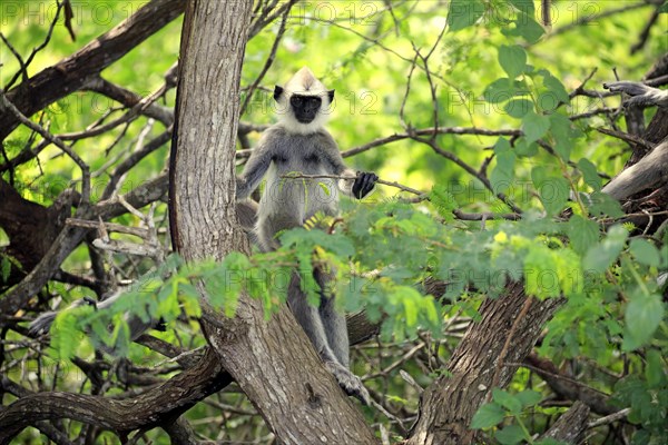 Southern Hanuman langur