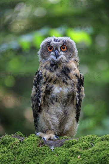 Eagle Owl