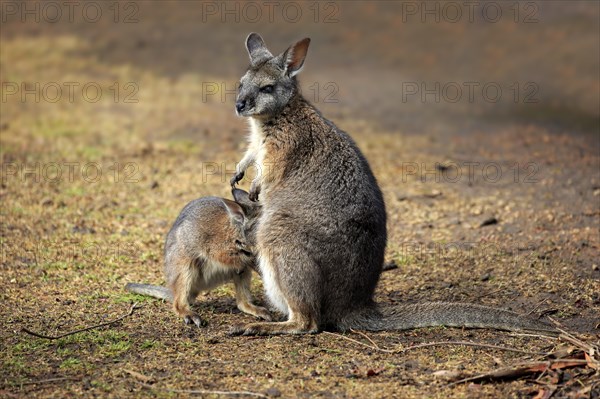 Tammar Wallaby