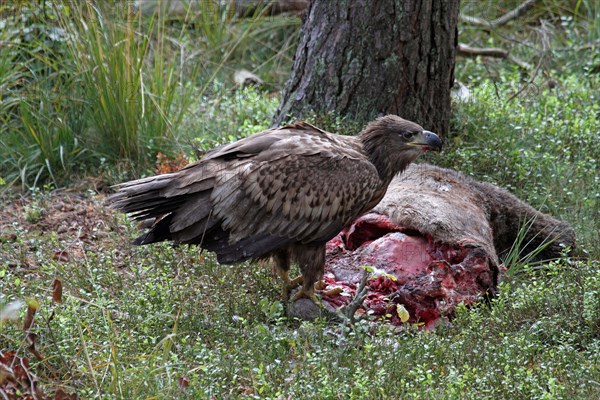 White-tailed eagle juv. at the nest