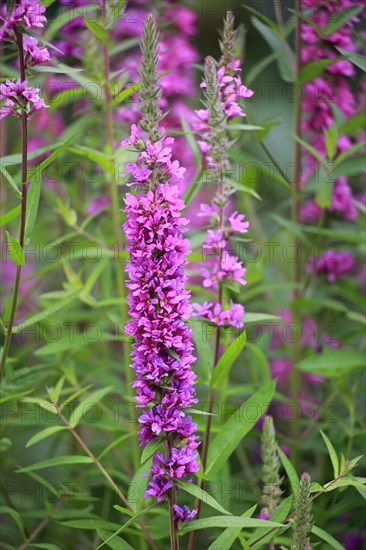 Red loosestrife