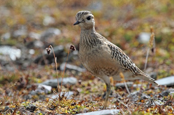 Mornell's plover