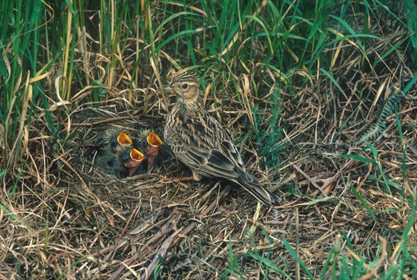 Eurasian skylark