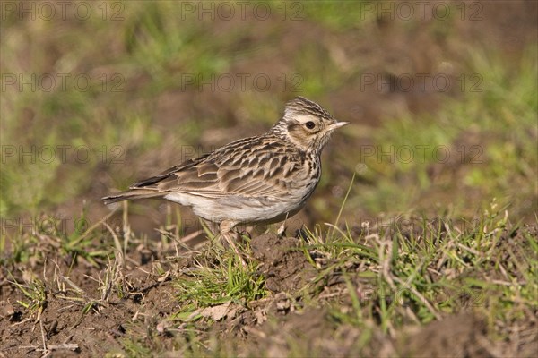 Woodlark