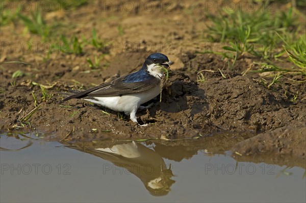 House Martin