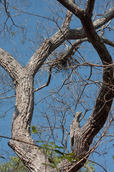 Giant Potoo