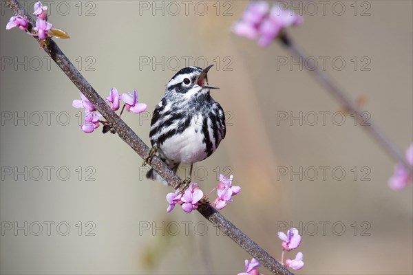 Black-and-white Warbler