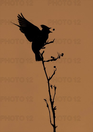 Bohemian Waxwing