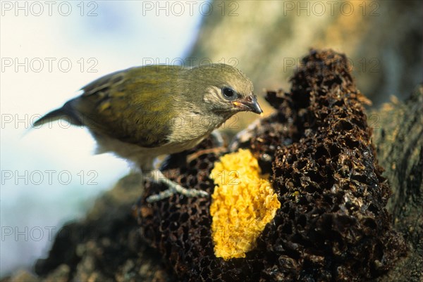 Taveta Honeyguide