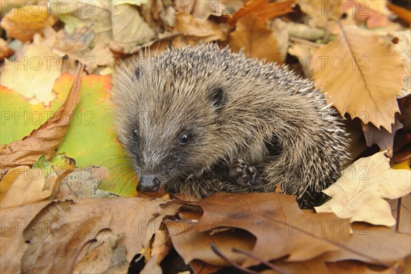 European Hedgehog