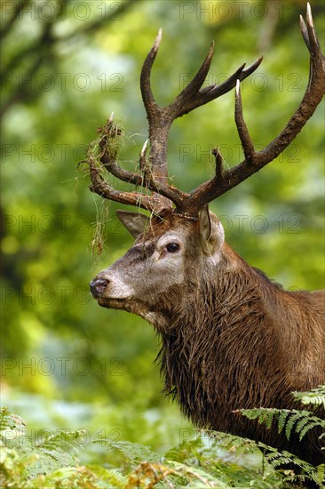 Red Deer