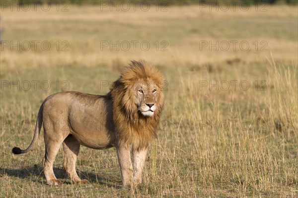 Masai Lion