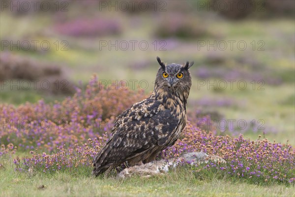 Eurasian eagle-owl