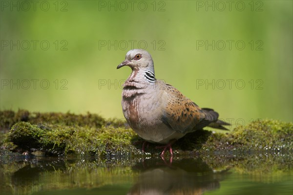 Eurasian Turtle-dove