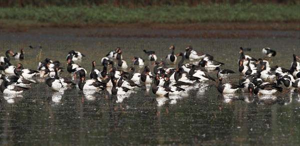 Magpie Goose