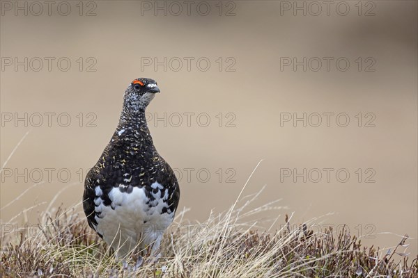 Rock ptarmigan