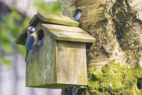 Blue tit