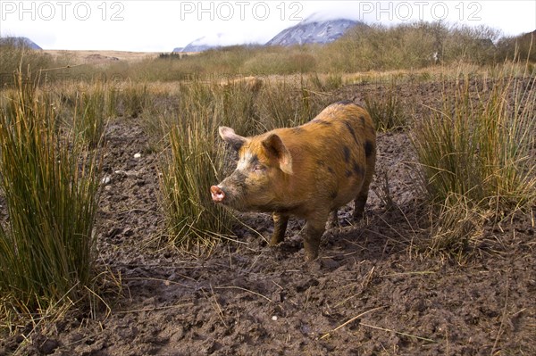 Free-range Tamworth cross pigs