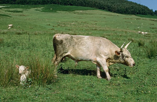 Domestic cattle