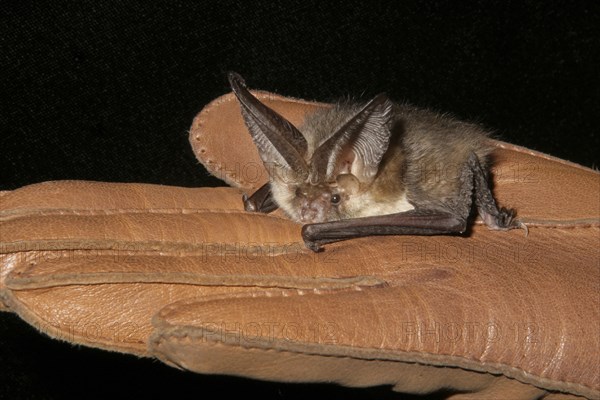 Brown long-eared bats