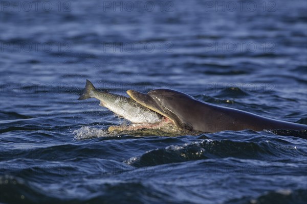 Bottlenose dolphin