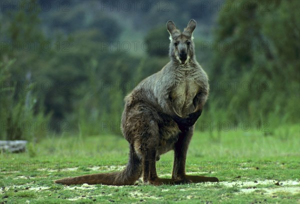 Common wallaroos