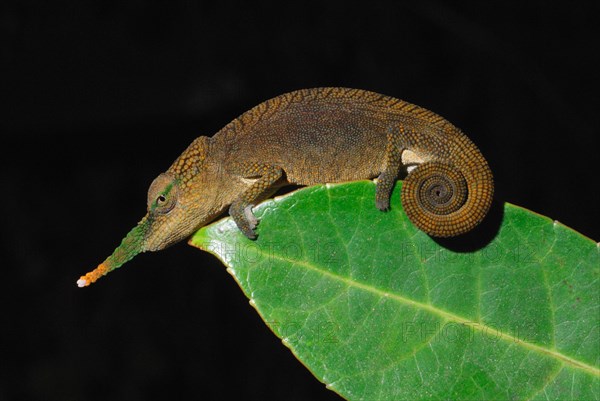 Long-nosed Chameleon