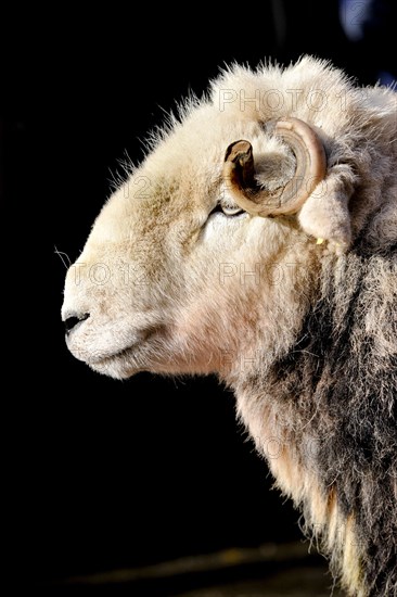 Domestic Sheep