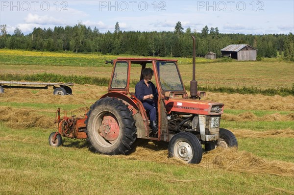 Massey Ferguson tractor with row hay rake stringing harvested hay in rows