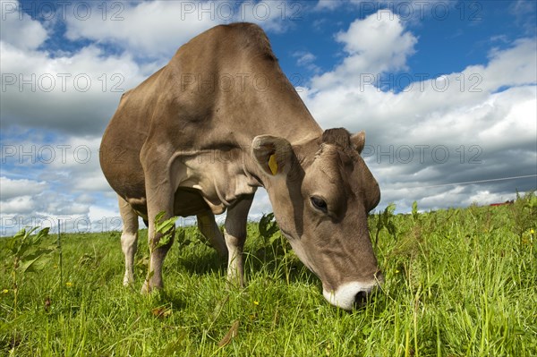 Domestic cattle