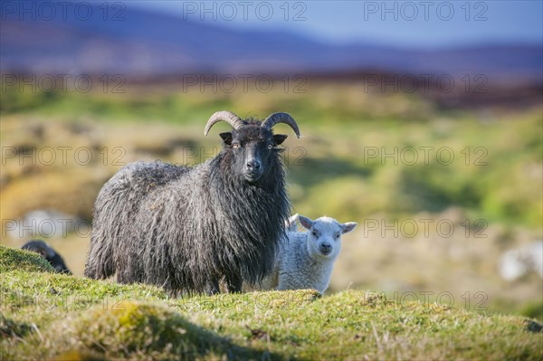 Domestic Sheep