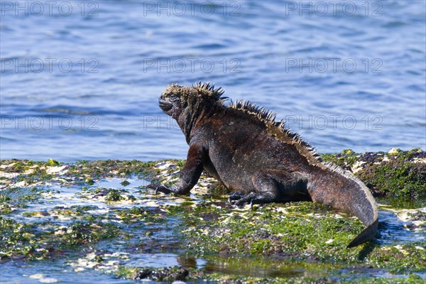 Galapagos Sea Lizard