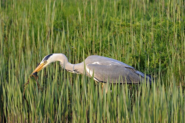 Grey Heron