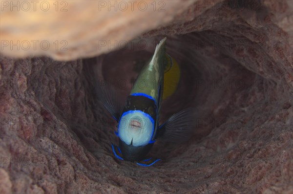 Adult emperor angelfish