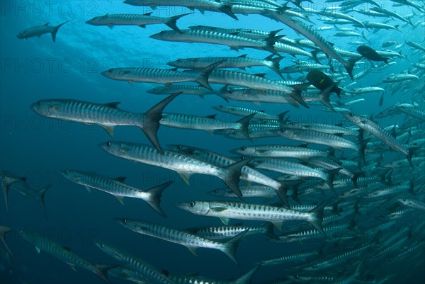 Darkfin Barracuda