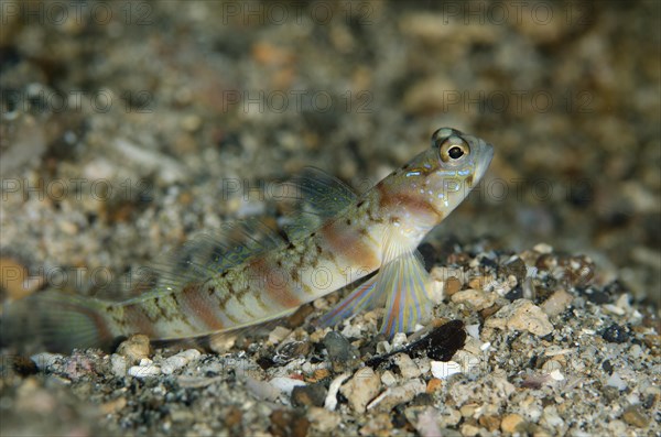 Arcfin Shrimpgoby