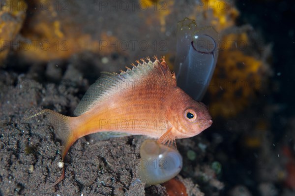 Fork-tailed hawkfish