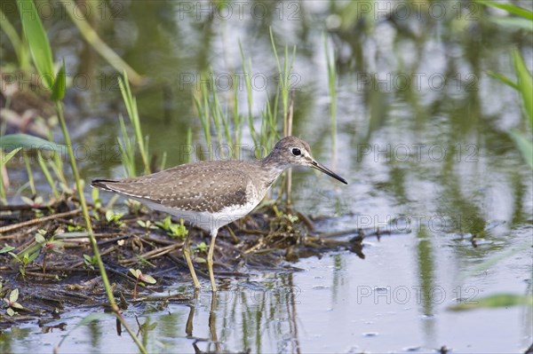 Solitary sandpiper